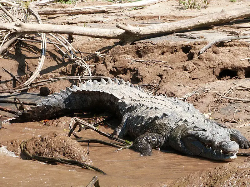 Crocodile in the Canon de Suminero, Chiapas, Mexico