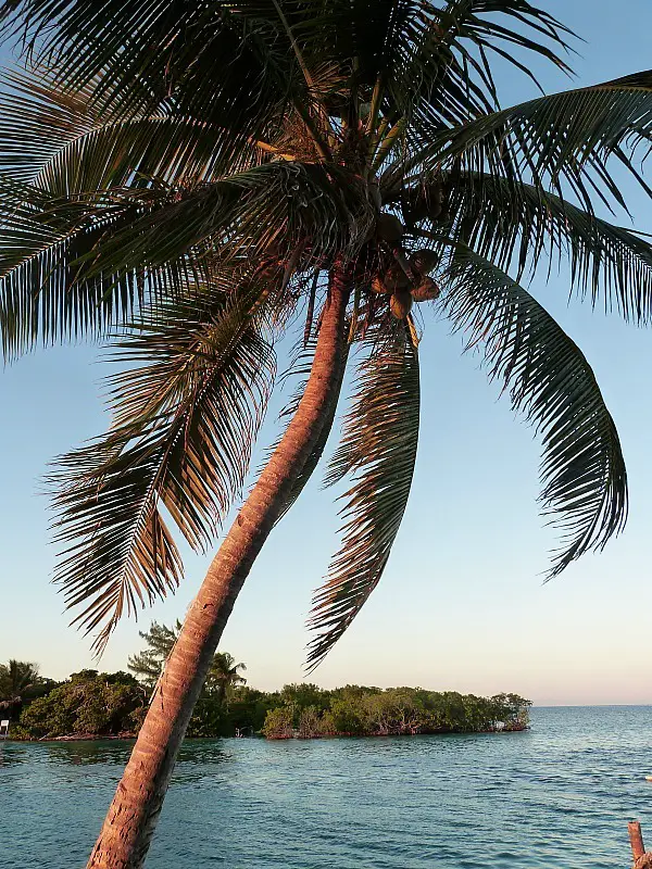 Palm tree on Caye Caulker, Belize