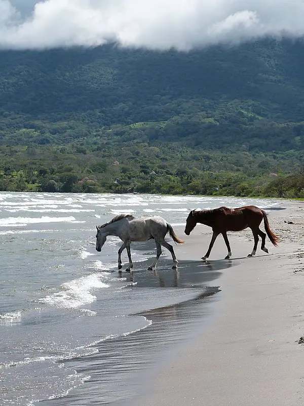 Horses at Santo Domingo beach on Ometepe Island, Nicaragua