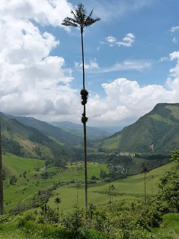 Tall palm trees in the Valle de Cocora in Colombia's Coffee Region