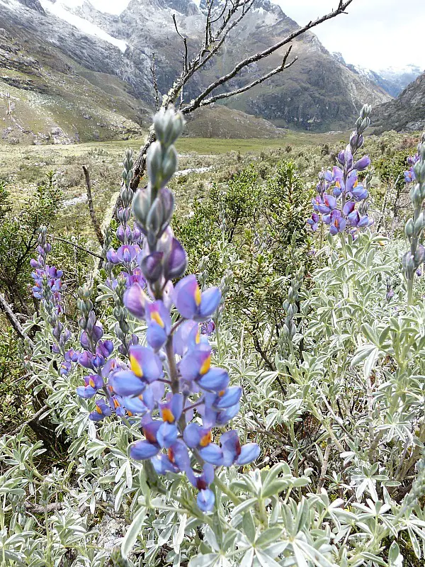 Wildflowers on the hike to Laguna 69 in the Cordillera Blanca Mountains of Central Peru