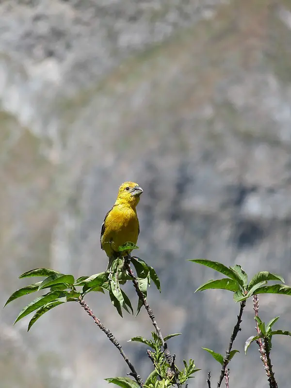 Yellow bird in the Colca Canyon, Peru