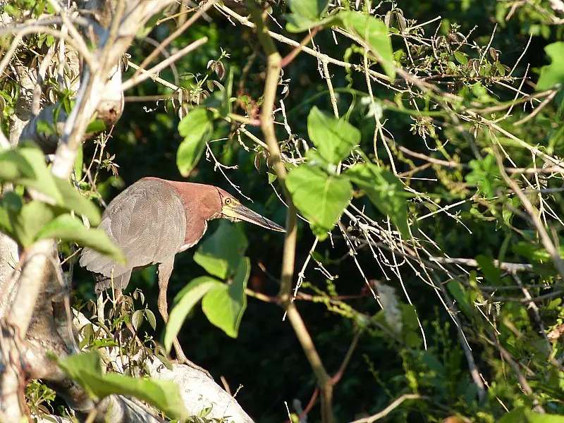 Bird in the Amazon Basin of Bolivia