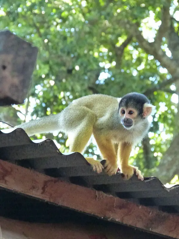 Squirrel Monkey in the Amazon Basin of Bolivia