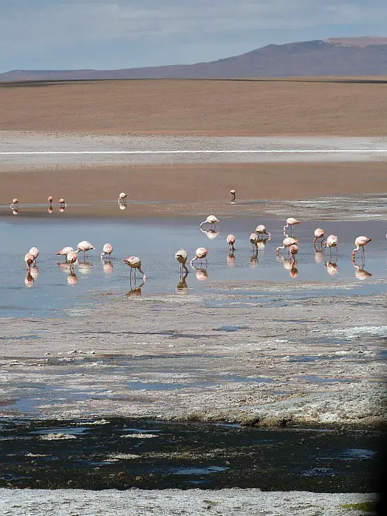 Flamingos in south west Bolivia