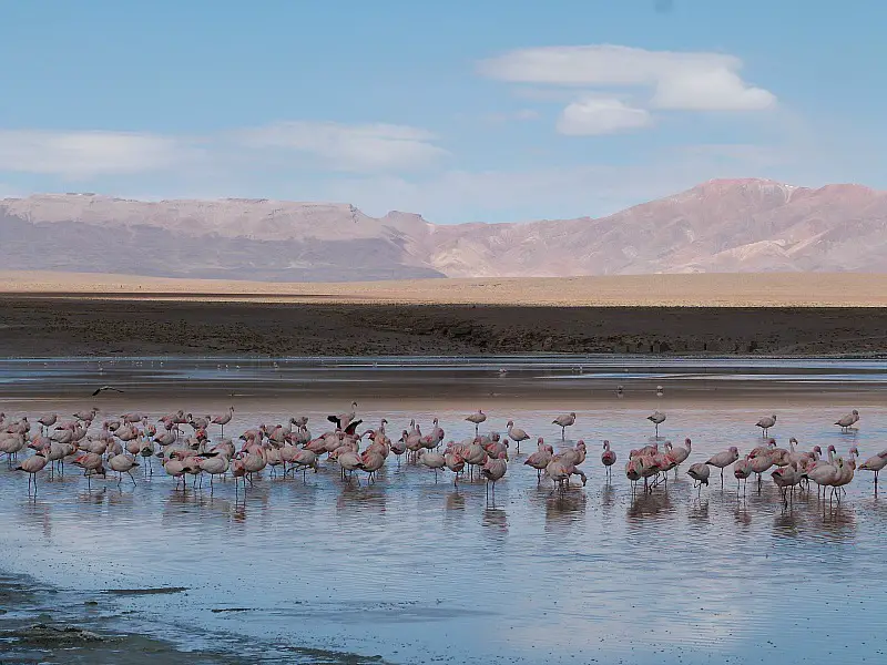 Flamingos in south west Bolivia