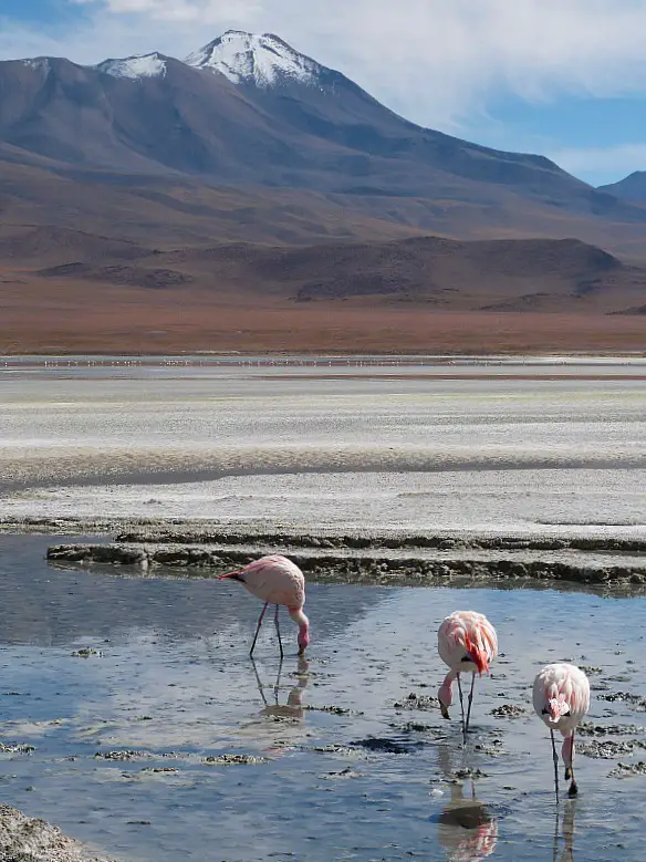 Flamingos and mountains in remote South West Bolivia