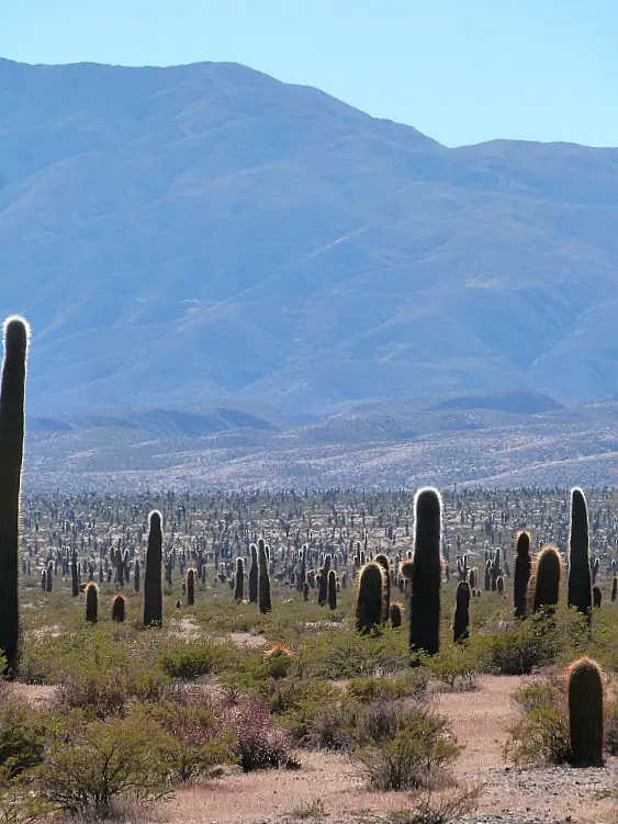Cactus desert near Cachi, Northern Argentina