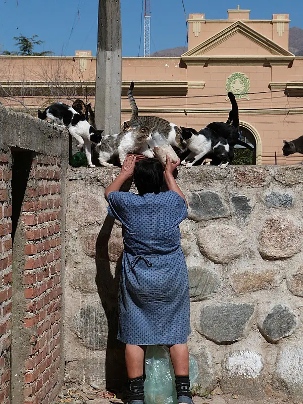 Local lady feeding stray cats in Cafayate, Northern Argentina