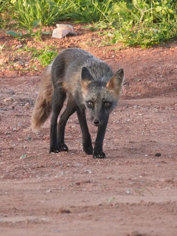 Mixed breed silver/red fox on PEI