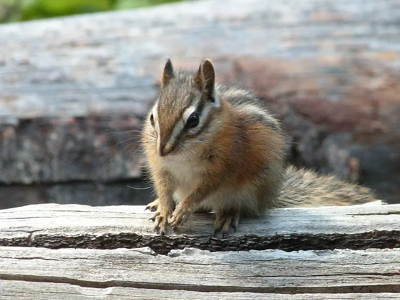 A cheeky chipmunk on the Crypt Lake Hike in Waterton Lakes National Park, Canada