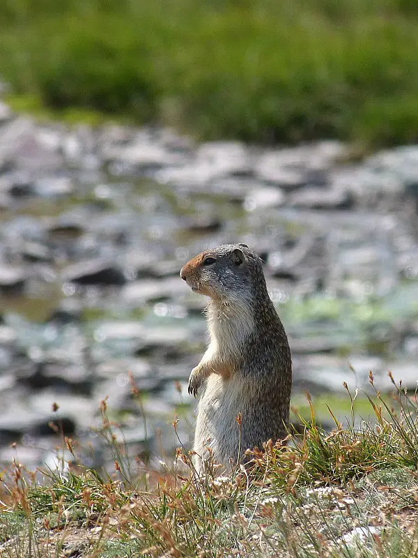 Ground squirrel in Glacier National Park in Montana - a Rocky Mountain Road Trip must