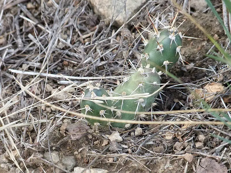 Lots of small cactuses in the Canadian Desert - part of our Help X Nightmare