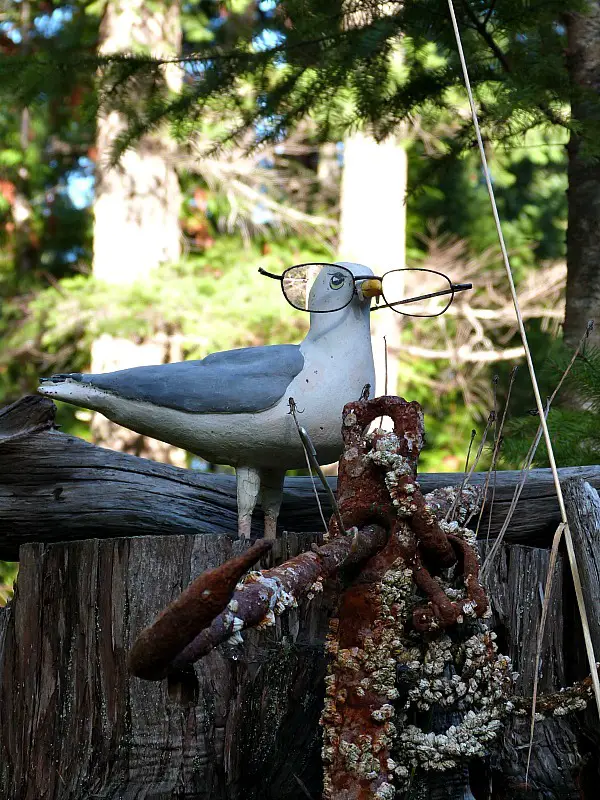 Seagull on Denman Island