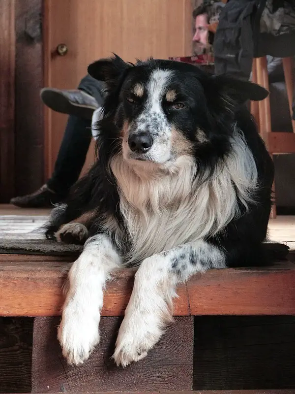 My Help X host's dog on Denman Island in Canada