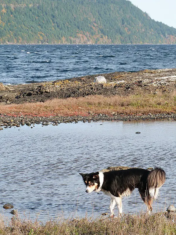 Coastal walks with my Help X host's dog on Denman Island in Canada