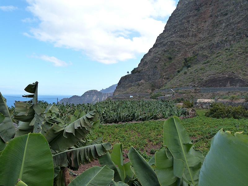 Banana Plantation on La Gomera in the Canary Islands