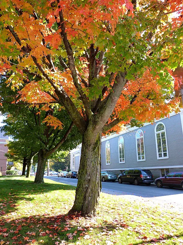 Colorful tree in Concord - one of the best reasons to experience fall in north america
