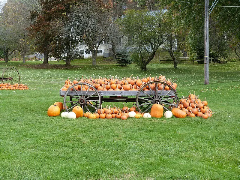 A wagon of pumpkins - one of the reasons to experience fall in north america