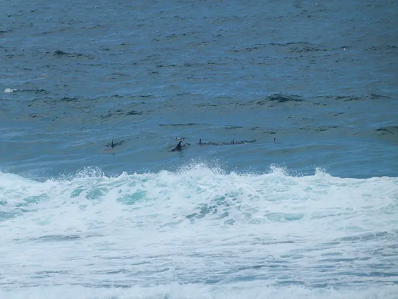 Spotting dolphins off the Sydney Eastern Beaches
