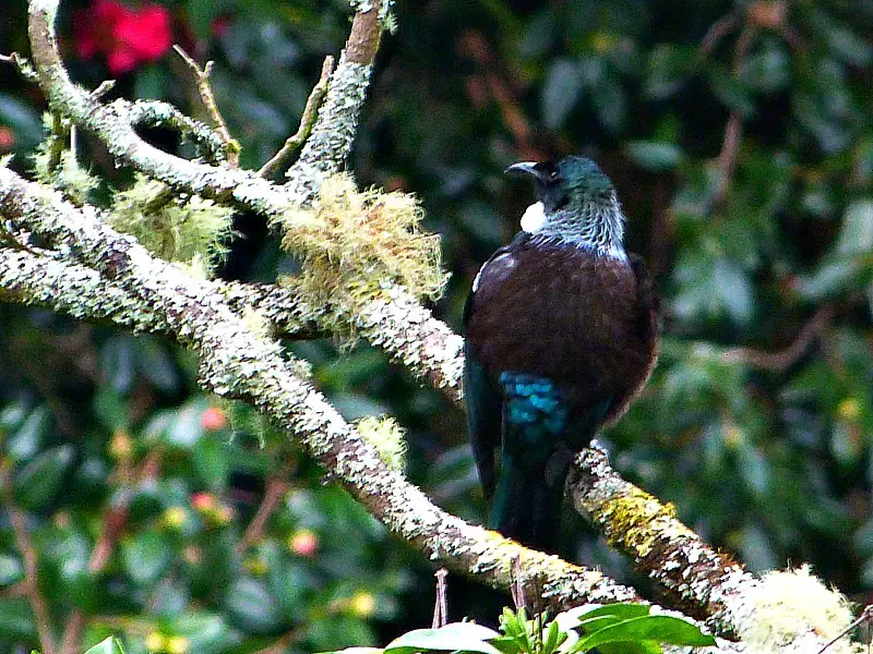 A tui at Eden Gardens in Auckland on a visit back home to New Zealand