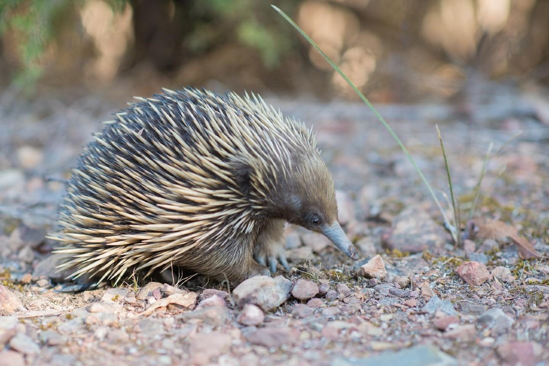 See an echidna at Alice Springs Desert Park