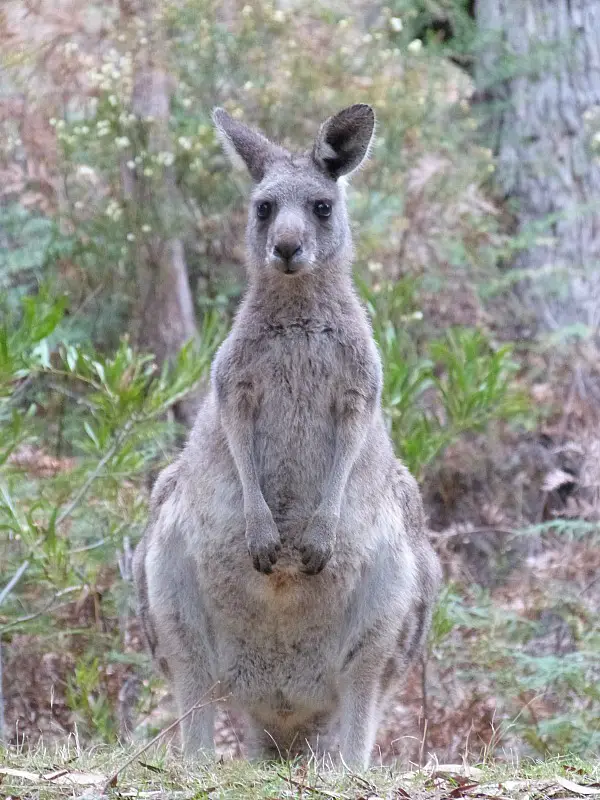 Kangaroo in Grampians National Park, Australia