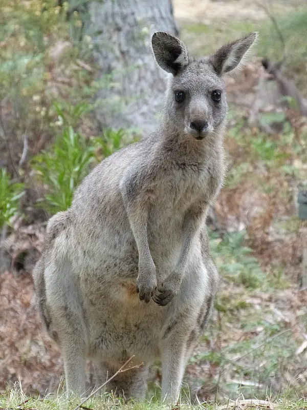 Kangaroo in Grampians National Park, Australia