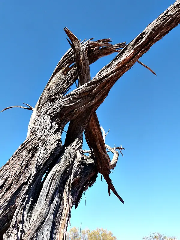 Dead trees in the desert around Uluru
