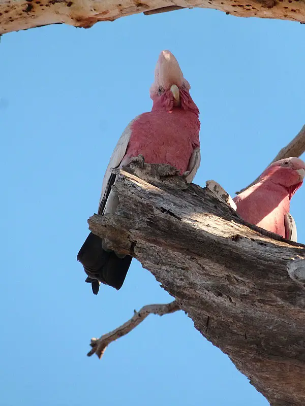 Crazy birds in Alice Springs, Australia