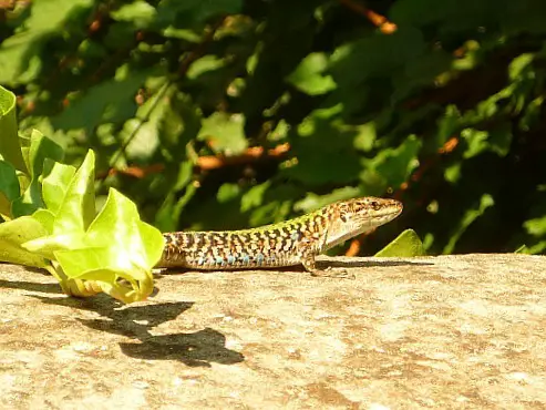 Lizard on a hiking trail above Amalfi in Italy