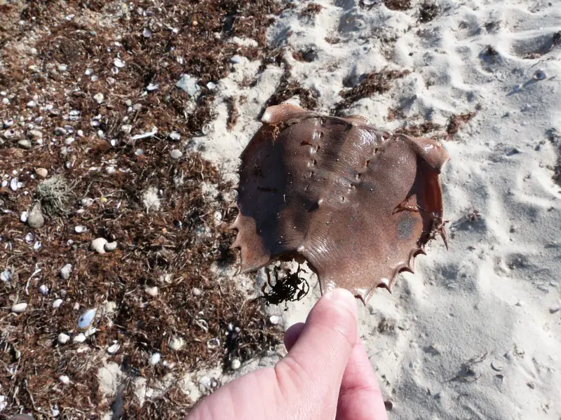 Horseshoe crab shell on Martha's Vineyard