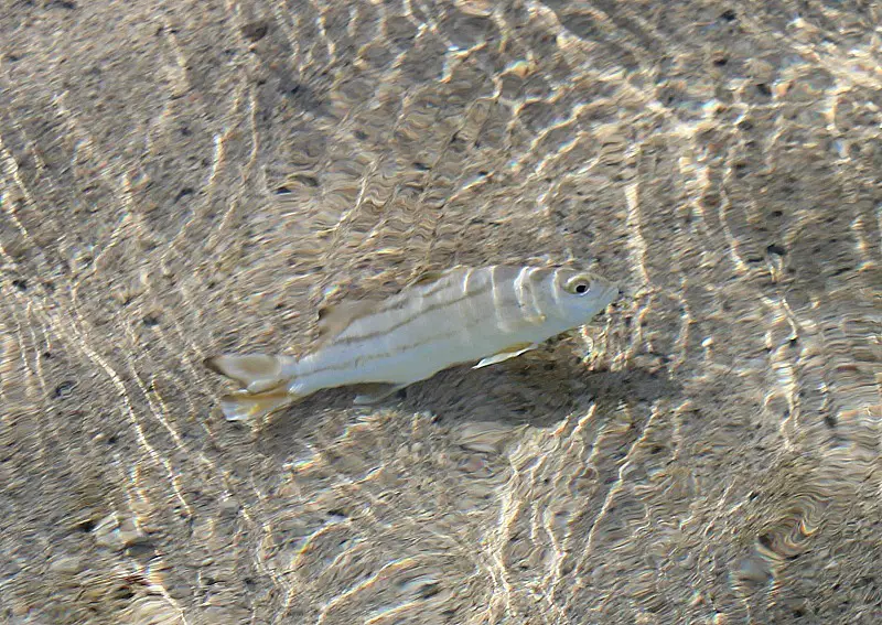 Little fish right by the shore on Barefoot Manta Island in Fiji