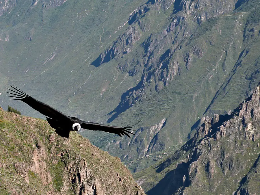 Seeing Andean condors in Colca Canyon, Peru was one of my South America highlights