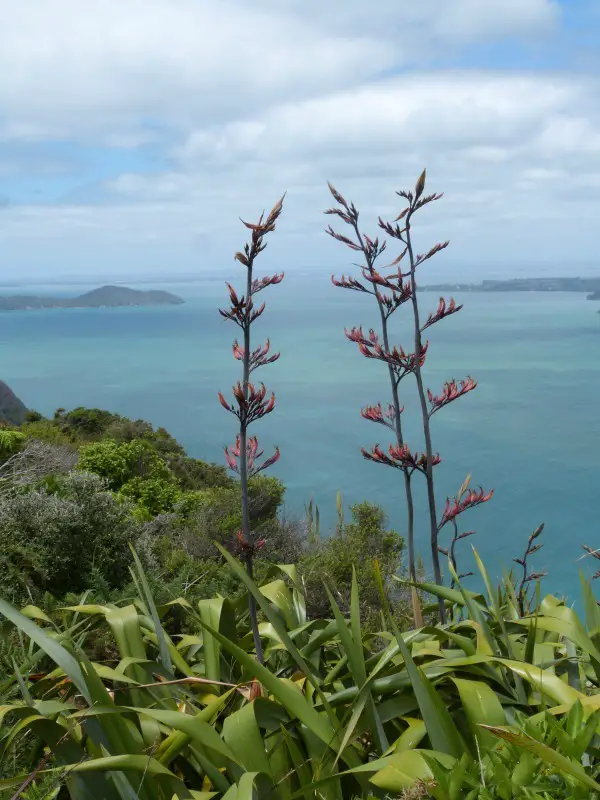 Admiring the views from the Hillary Trail in the Waitakere Ranges of Auckland, New Zealand