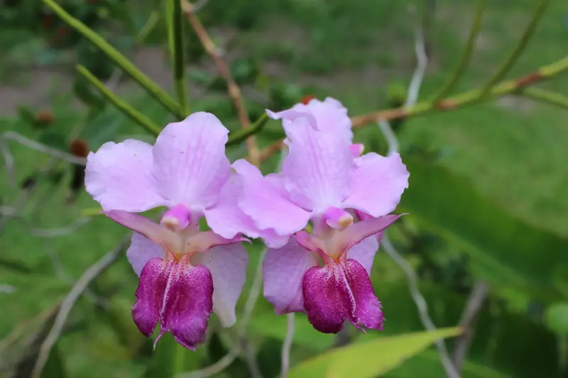Orchids at the Garden of the Sleeping Giant in Nadi