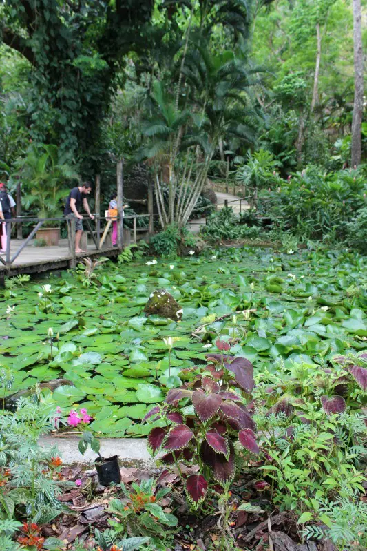 Lily pond at the Garden of the Sleeping Giant in Fiji