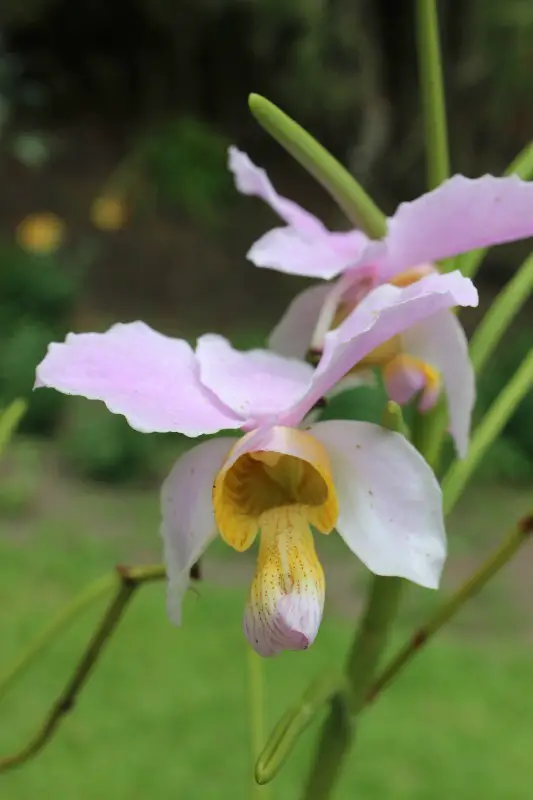 Orchid at the Garden of the Sleeping Giant in Fiji