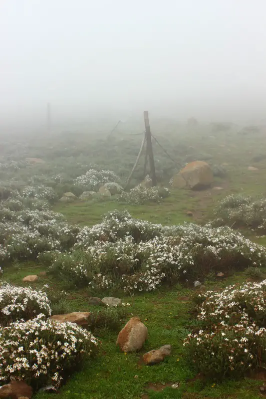 A foggy welcome to Sani Top in Lesotho