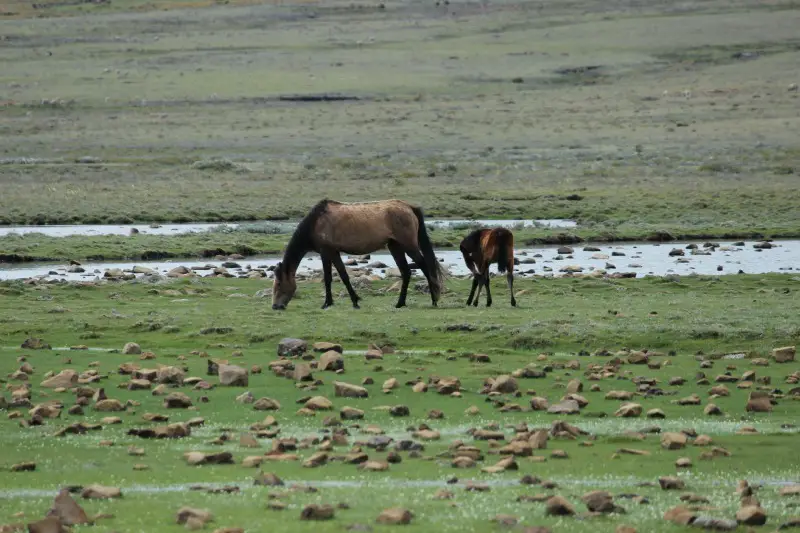 Horses around Sani Top in Lesotho