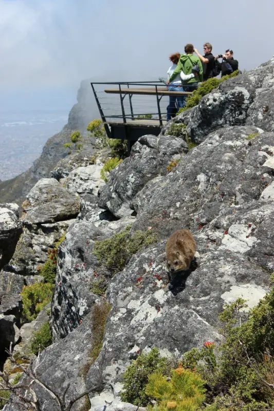 Cute dassie at the top of Table Mountain in Cape Town