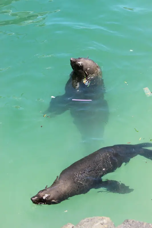 Cheeky seals at beautiful Hout Bay 