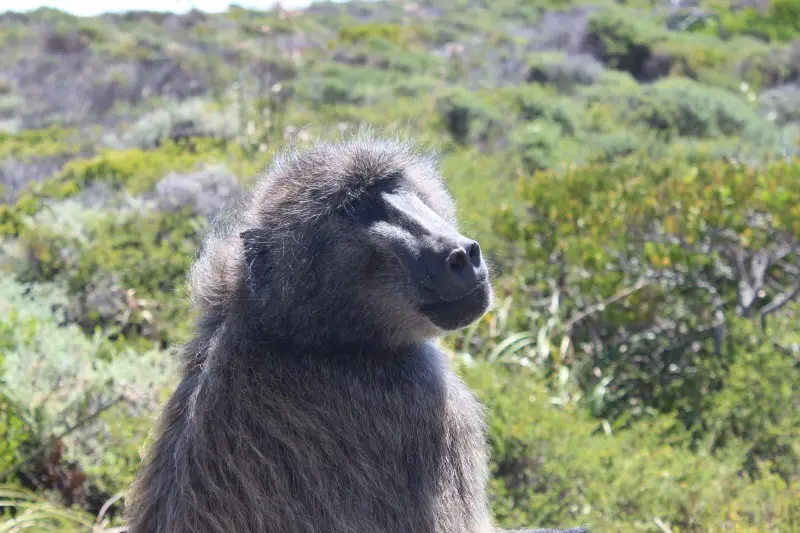 Baboons at Cape Point - one of the best day trips from Cape Town