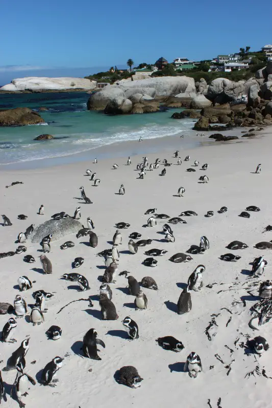 Visiting the Boulders Beach penguins in Simons Town - one of the best day trips from Cape Town