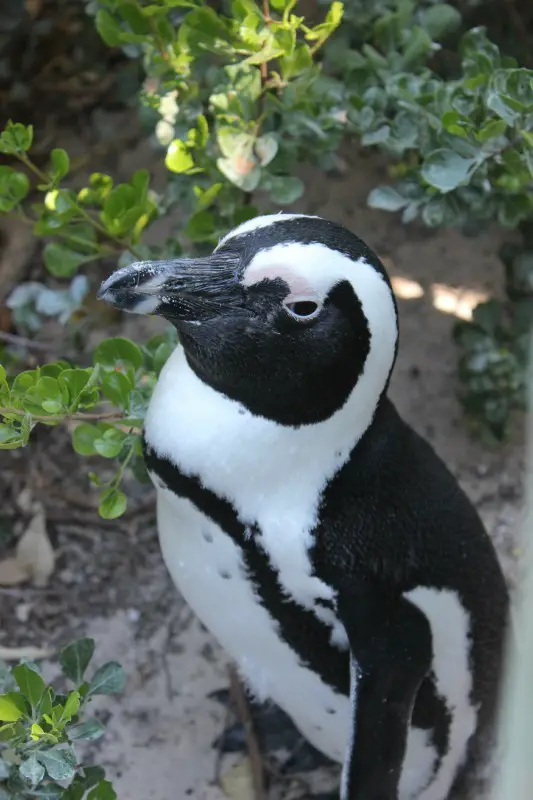 Visiting the Boulders Beach penguins in Simons Town as part of your Cape Town Itinerary