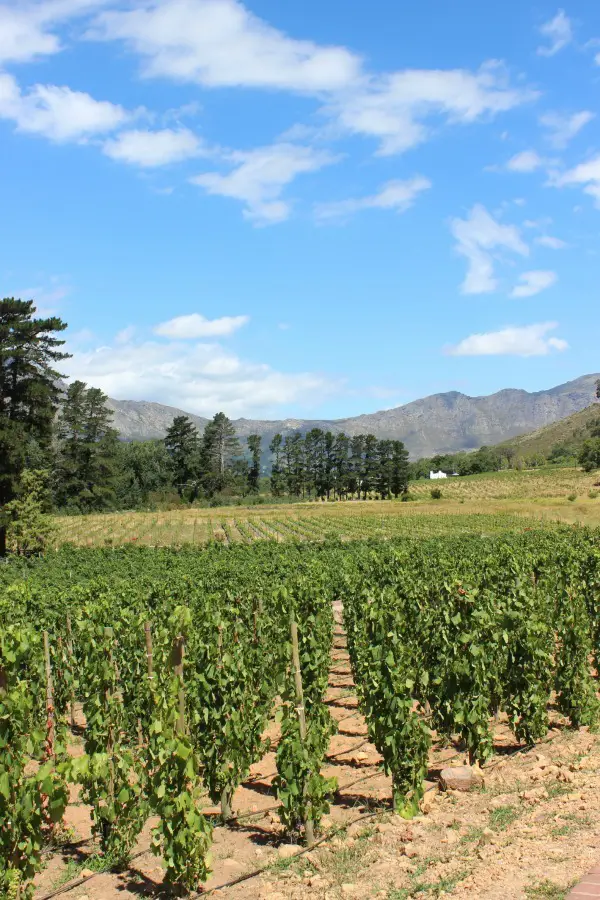 A day among the vines in the Cape Winelands
