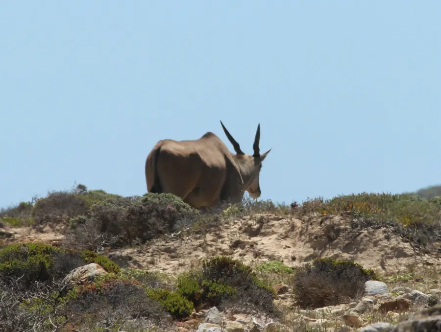 Eland at the Cape of Good Hope in South Africa