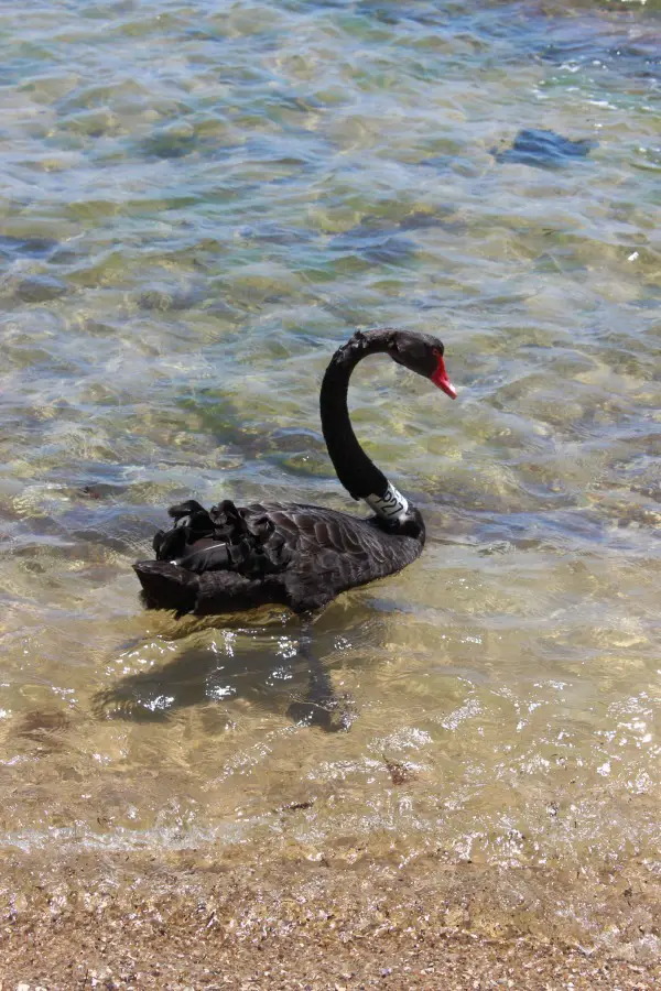 Black swan at Brighton Beach in Melbourne, Australia