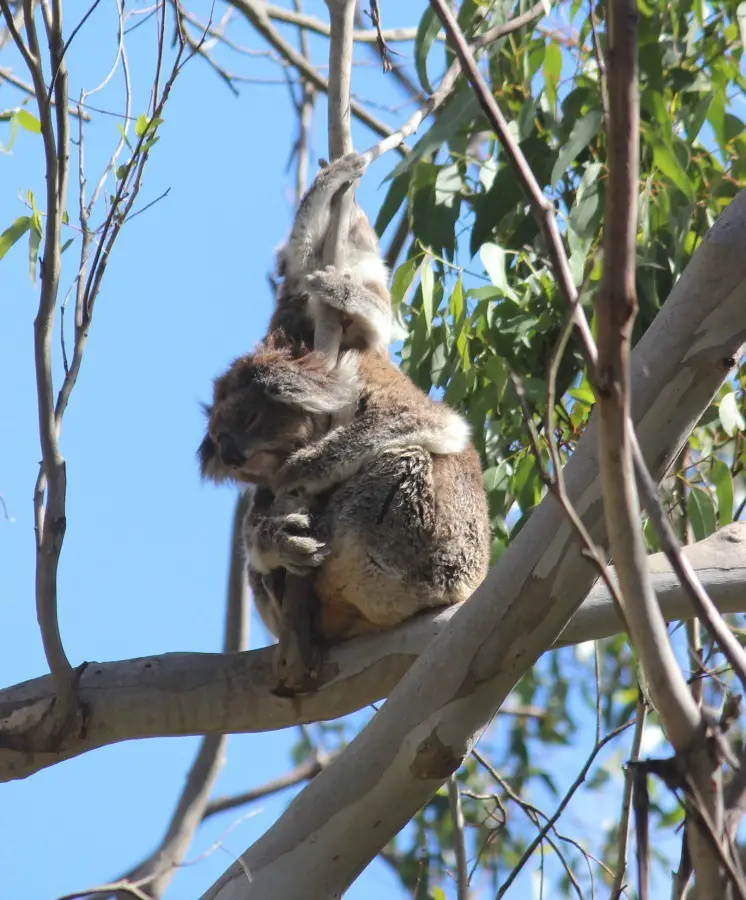 Koalas in Great Otway National Park on Australia's Great Ocean Road