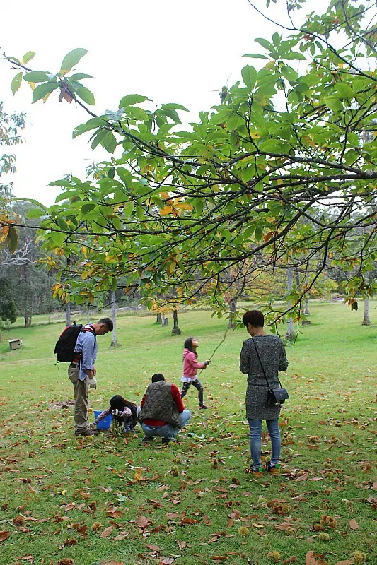 Chestnut collecting in the Blue Mountains